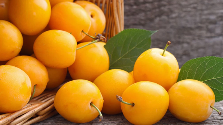 Beyond the Prune: Why Texture and Cultivar are Your Best Business Assets