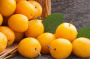 Beyond the Prune: Why Texture and Cultivar are Your Best Business Assets