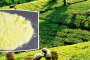 Micronized Powdered Sulfur: Enhancing Agricultural Quality and Crop Health